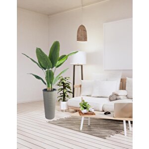 Yapay Starliçe Muz Ağacı Dore Kumsal Vazoda Muz Ağacı Yapay Starliçe 150cm 12 Yaprak