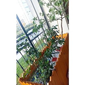 Dekoratif Vazo Taşı Renkli Saksı Taşı 5 Paket Renkli Dekoratif Taş Çakıl Taşı Küllük Taşı (4 Kilogrm)
