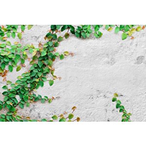 Duvar Sarmaşık Temalı Duvar Kağıdı Baskı - Dkm566124