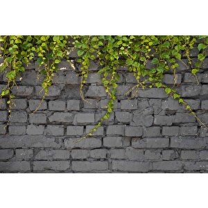 Gri Tuğla Duvar Ve Sarmaşık Duvar Kağıdı - Dkm573021