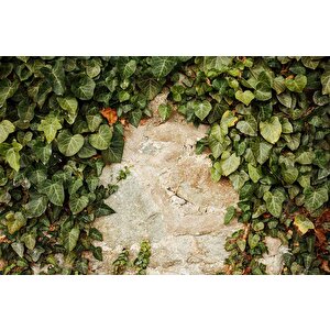 Duvar Dokusu Ve Sarmaşık Duvar Kağıdı Baskı - Dkm544096