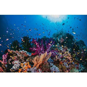 3 Boyutlu Akvaryum Görünümlü Duvar Kağıdı - Dkm646040