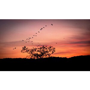 Günbatımı Ağaç Ve Kuş Gölgesi Manzaralı Duvar Kağıdı - Dkm744090