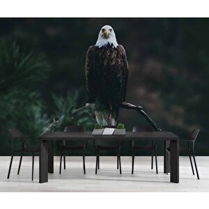 Kartal Temalı Duvar Kağıdı Baskı - Dkm504092