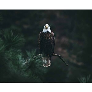 Kartal Temalı Duvar Kağıdı Baskı - Dkm504071