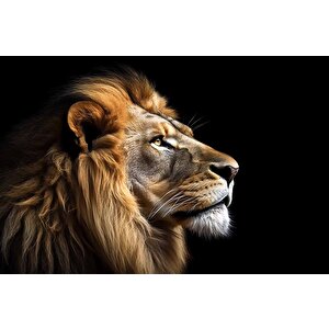 Siyah Zemin Ve Aslan Temalı Duvar Kağıdı - Dkm642103