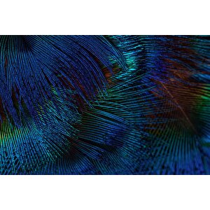 Koyu Mavi Tüy Desenli Duvar Kağıdı Baskı - Dkm528037