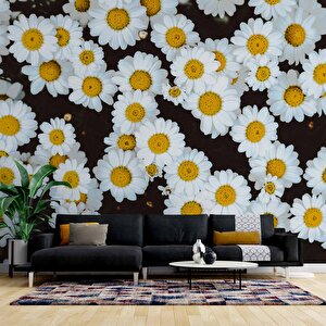 Papatya Temalı Duvar Kağıdı Baskı - Dkm614088 200x300 cm