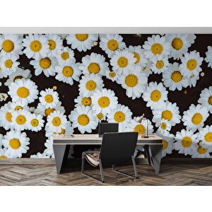 Papatya Temalı Duvar Kağıdı Baskı - Dkm614076