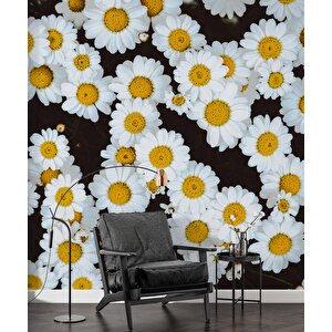Papatya Temalı Duvar Kağıdı Baskı - Dkm614076