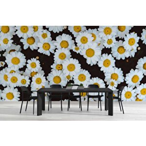 Papatya Temalı Duvar Kağıdı Baskı - Dkm614065