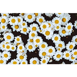 Papatya Temalı Duvar Kağıdı Baskı - Dkm614065
