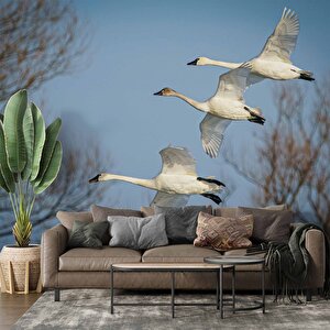 Leylek Göç Manzaralı Duvar Kağıdı - Dkm694116 375x315 cm