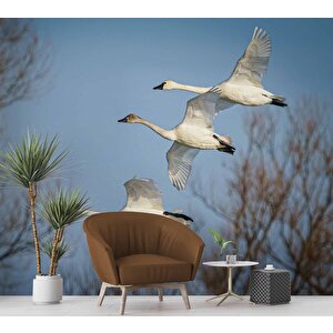 Leylek Göç Manzaralı Duvar Kağıdı - Dkm694065