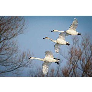 Leylek Göç Manzaralı Duvar Kağıdı - Dkm694065