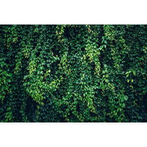 Sarmaşıklı Yaprak Temalı Duvar Kağıdı Baskı - Dkm510079