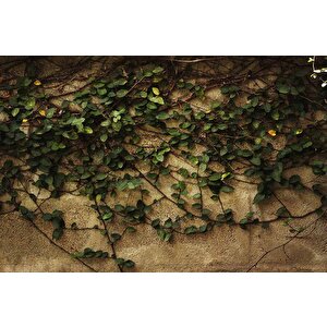 Sarmaşık Ve Duvar Temalı Duvar Kağıdı - Dkm475020