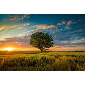 Bulut Ağaç Gündoğumu Manzaralı Duvar Kağıdı Baskı - Dkm237104