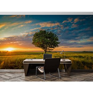 Bulut Ağaç Gündoğumu Manzaralı Duvar Kağıdı Baskı - Dkm237008