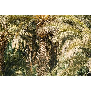 Palmiye Temalı Duvar Kağıdı Baskı - Dkm229117