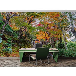 Orman Ve Patika Yol Manzaralı Duvar Kağıdı - Dkm865109