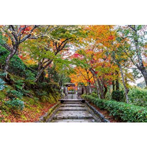 Orman Ve Patika Yol Manzaralı Duvar Kağıdı - Dkm865109