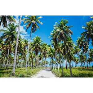 Palmiye Duvar Kağıdı Baskı - Dkm248023