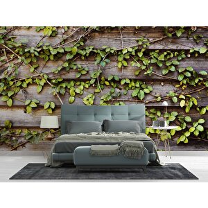 Sarmaşık Ahşap Duvar Kağıdı Baskı - Dkm521114 325x315 cm