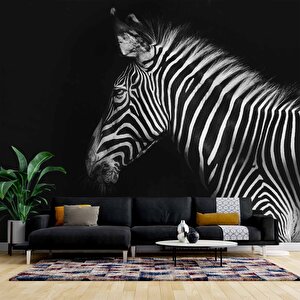 Zebra Temalı Duvar Kağıdı Baskı - Dkm527125 700x315 cm