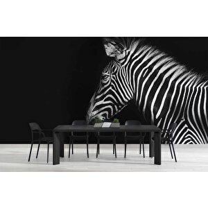 Zebra Temalı Duvar Kağıdı Baskı - Dkm527115