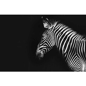 Zebra Temalı Duvar Kağıdı Baskı - Dkm527088