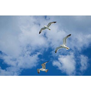 Gökyüzü Martı Temalı Duvar Kağıdı - Dkm636001