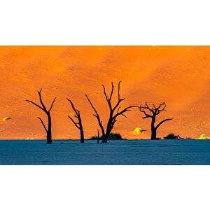 Gölge Ve Ağaç Manzaralı Duvar Kağıdı - Dkm692082