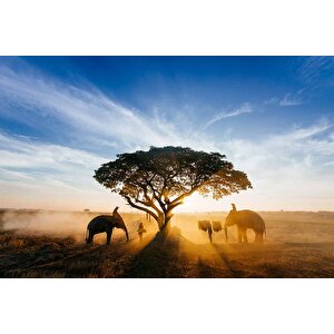 Gündoğumu Ağaç Ve Fil Temalı Duvar Kağıdı Baskı - Dkm520017