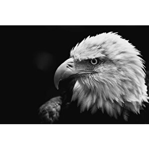 Siyah Beyaz Kartal Temalı Duvar Kağıdı Baskı - Dkm516115