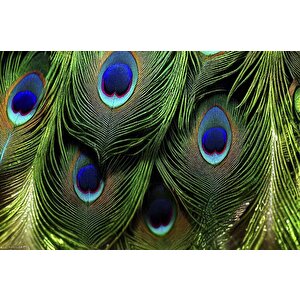 Tavus Kuşu Tüyü Desenli Duvar Kağıdı Baskı - Dkm534071