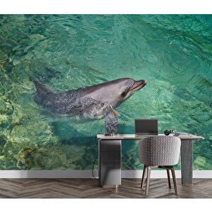Deniz Ve Yunus Balığı Temalı Duvar Kağıdı - Dkm679110 225x315 cm