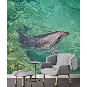 Deniz Ve Yunus Balığı Temalı Duvar Kağıdı - Dkm679002