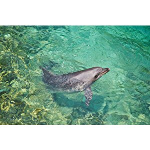 Deniz Ve Yunus Balığı Temalı Duvar Kağıdı - Dkm679002