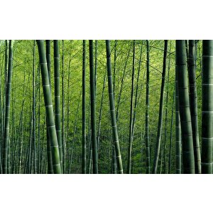 Bambu Ormanı Manzaralı Duvar Kağıdı - Dkm651036