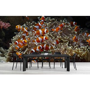 Japon Balığı Ve Akvaryum Manzaralı Duvar Kağıdı - Dkm723093