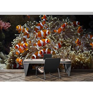 Japon Balığı Ve Akvaryum Manzaralı Duvar Kağıdı - Dkm723122