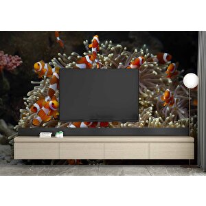 Japon Balığı Ve Akvaryum Manzaralı Duvar Kağıdı - Dkm723097 425x300 cm