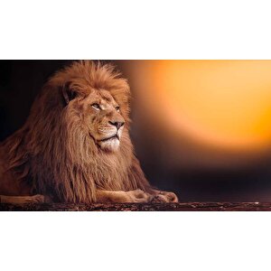 Aslan Temalı Duvar Kağıdı - Dkm577091