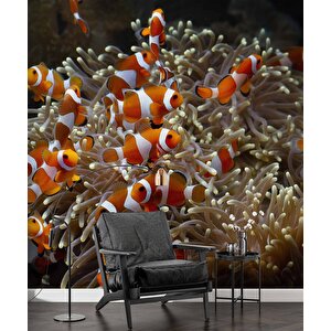 Japon Balığı Ve Akvaryum Manzaralı Duvar Kağıdı - Dkm723109