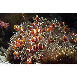 Japon Balığı Ve Akvaryum Manzaralı Duvar Kağıdı - Dkm723109