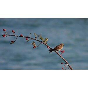 Gökyüzü Ve Kuş Manzaralı Duvar Kağıdı - Dkm742074