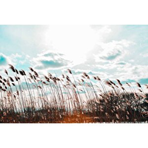 Buğday Tarlası Temalı Duvar Kağıdı - Dkm767085