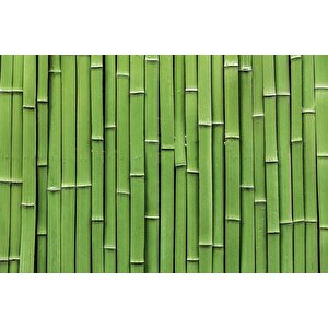 3 Boyutlu Yeşil Bambu Temalı Duvar Kağıdı - Dkm627010