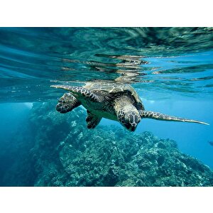 Denizaltı Kaplumbağ Manzaralı Duvar Kağıdı - Dkm829042